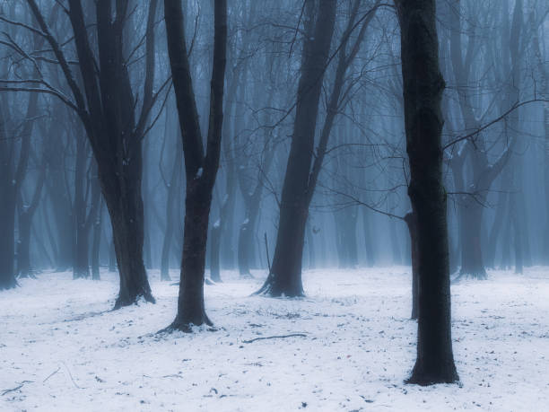 istock Misty forest with snow in the morning. 1458544255