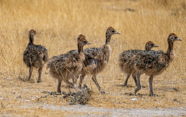 istock cute ostrich chicks in the wild 1458545239