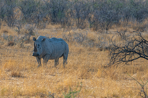 white rhino spotted during game drive
