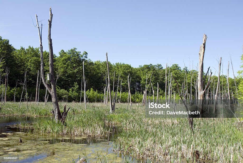 Soporte de árboles - Foto de stock de Agua libre de derechos