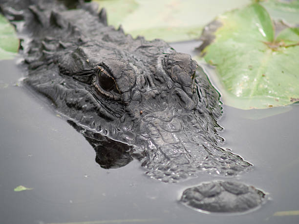 istock Alligator head just above water 145854557