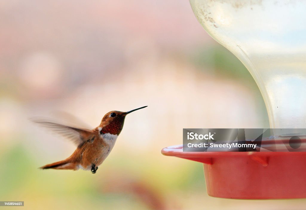 Hummingbird Feeder A beautiful Male Roufus Hummingbird comes in for a drink at the feeder. Wings blurred with movement. Animal Body Part Stock Photo