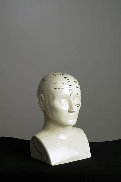 istock Phrenology Head Portrait II 145854669