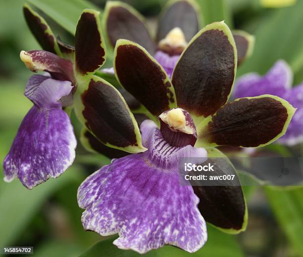 Purple Black And Yellow Orchid Shot A Close Range Stock Photo - Download Image Now - Black Color, Close-up, Extreme Close-Up