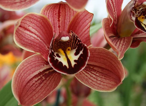 Maroon und gelbe Orchideen-Nahaufnahme – Foto