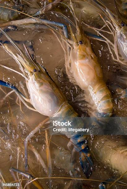 Photo libre de droit de Crevettes Tigrées banque d'images et plus d'images libres de droit de Aliment - Aliment, Aliment cru, Crevette - Fruit de mer