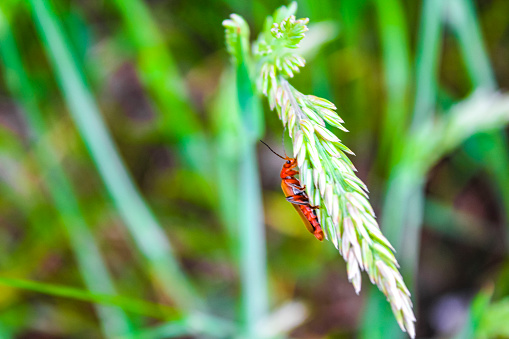 Orange red beetle crawls up on grass stalk in Germany.