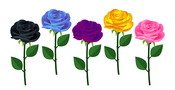 Five colorful roses in a row isolated on a white background.