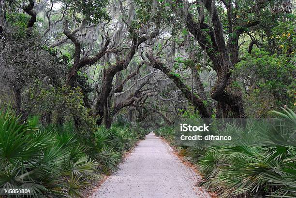 Photo libre de droit de Cumberland Island banque d'images et plus d'images libres de droit de Cumberland Island - Cumberland Island, Géorgie - Etats-Unis, Quercus virginiana