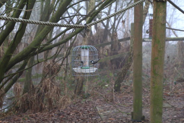 istock Birds and feeders scene 1458548169