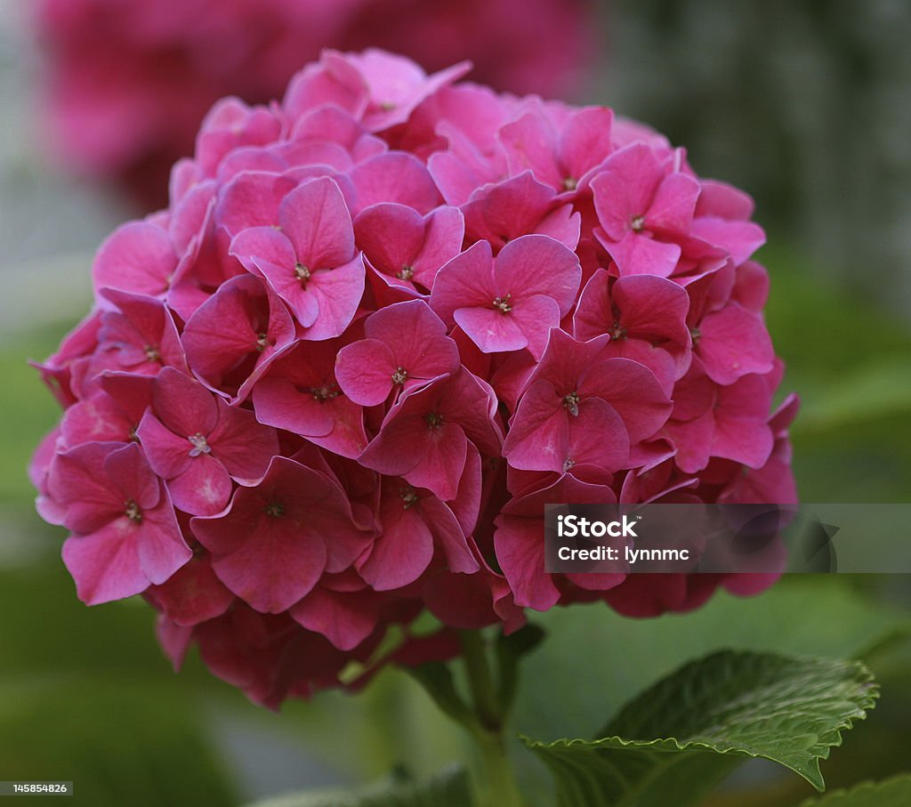 Hydrangea This stunning flower is sort after by florists everywhere. Popular for bridal bouquets and home arrangements. These are an export crop from New Zealand to the USA. they can be pink, blue or green, Hydrangea Stock Photo