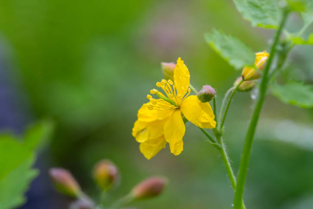 istock Blooming yellow flowers with raindrops macro photography. 1458549263