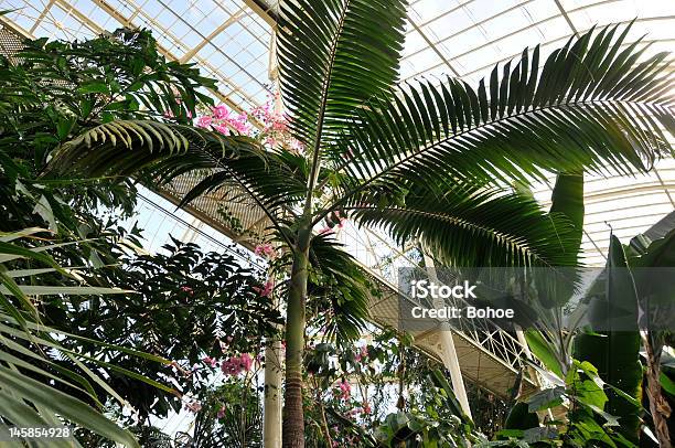 Foto de Jardins Botânicos De Dublin Irlanda e mais fotos de stock de Arbusto - Arbusto, Arbusto Tropical, Dublin - República da Irlanda