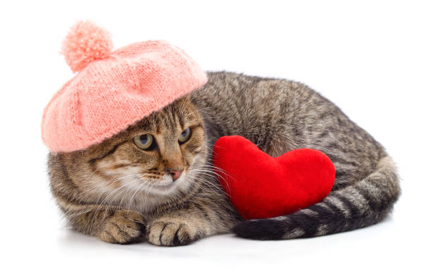 istock Kitten in a pink beret with a red heart. 1458549447
