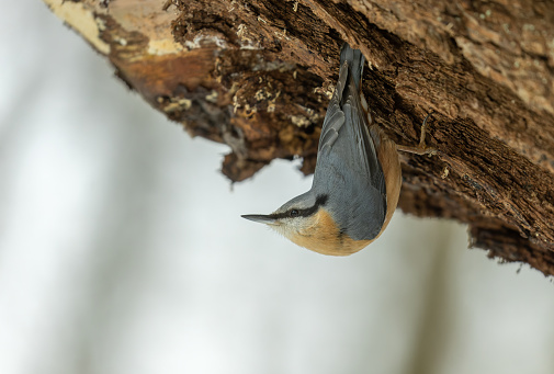 Eurasian nuthatch or wood nuthatch (Sitta europaea) hanging on a tree stump.