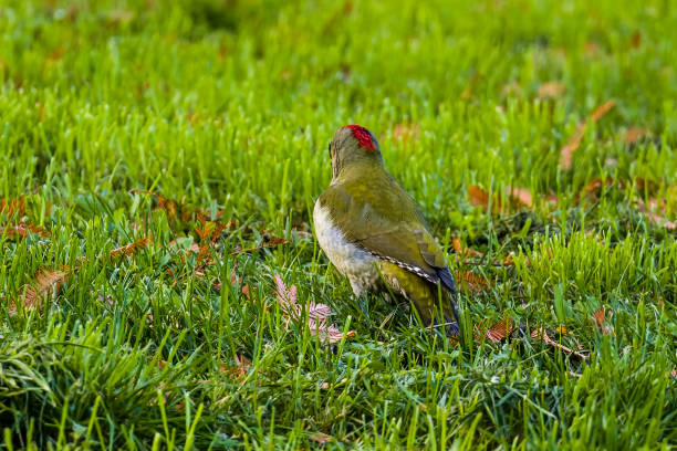 istock Green woodpecker in green meadow 1458549745