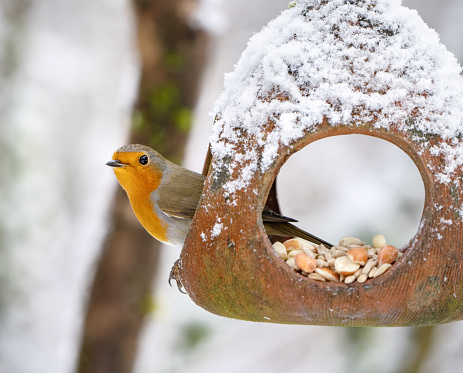 European robin sitting on a terracotta bird feeder covered in snow.