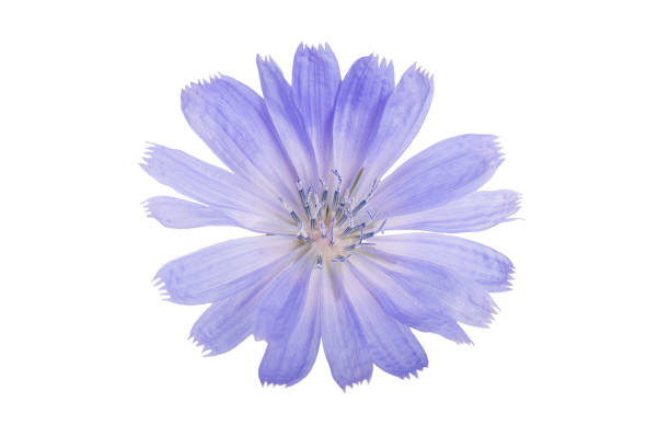 istock Cichorium intybus - common chicory flowers isolated on the white background 1458550558
