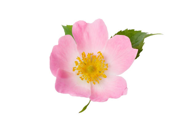 istock Rosehip flower with leaf on white background 1458550584