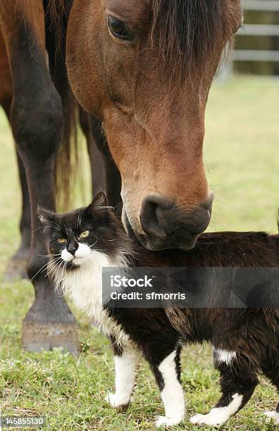 Yep That Is The Spot Stock Photo - Download Image Now - Horse, Domestic Cat, Animal Back