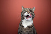 hungry tabby cat mouth licking portrait