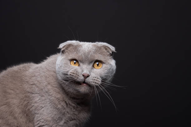 istock Scottish Fold cat with lip raised making funny face 1458551665