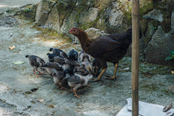 istock The hen and the chicks are eating together 1458551689