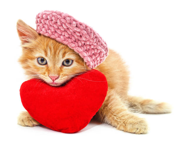 Kitten in a pink beret with a red heart.