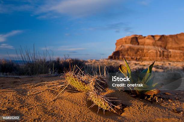 Spring Wüstenkaktus In Moab Utah Stockfoto und mehr Bilder von Große Sandwüste - Große Sandwüste, Amargosa-Wüste, Dumont-Dünen