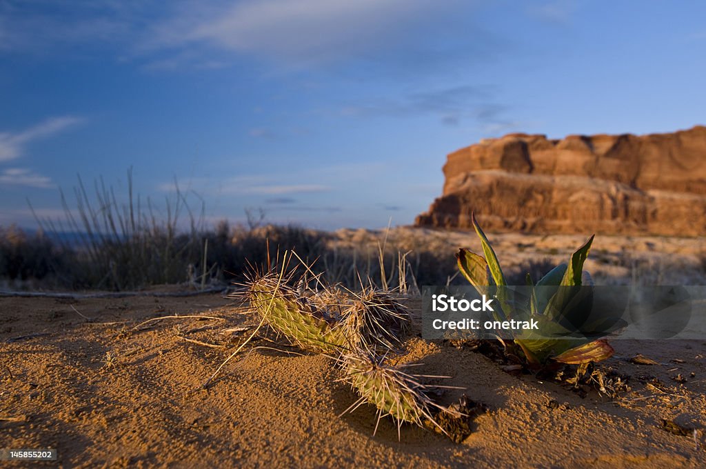 연두빛 사막 캐터스 in 모합 Utah' - 로열티 프리 그레이트 샌디 사막 스톡 사진