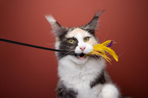 istock Maine Coon cat playfully biting the feather wand 1458552030