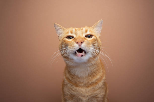 istock Yellow and orange tabby cat staring directly into the camera 1458552166
