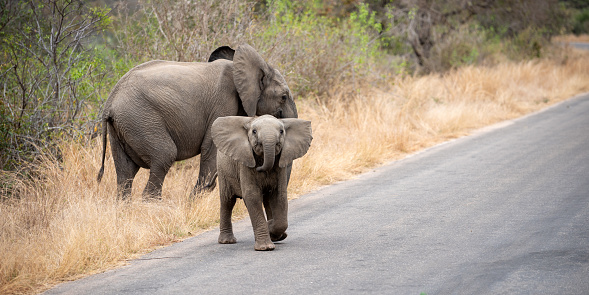 Elephants of South Africa