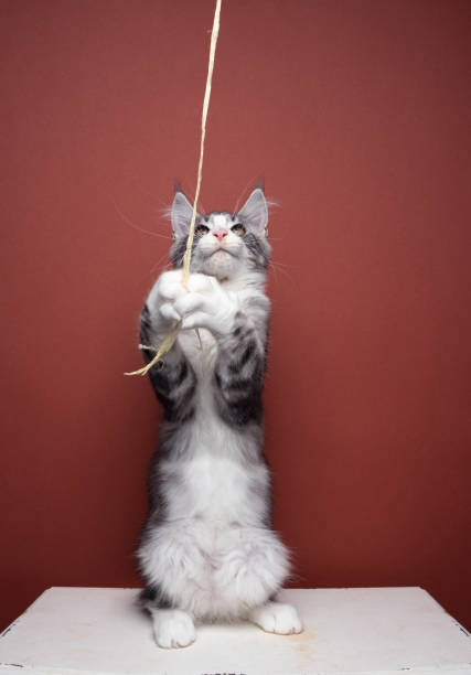 Cat And String 1,800+ Cat Playing With String Stock Photos, Pictures & Royalty-Free ...