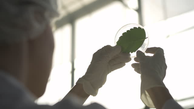 4K Scientist Examining A Green Leaf In Petri Dish Through Sunlight