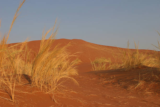 istock wild namibian desert 145855247