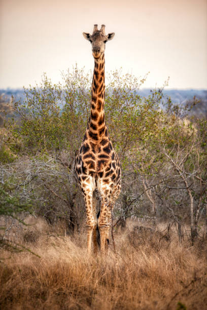 のキリン - giraffe south africa zoo animal ストックフォトと画像