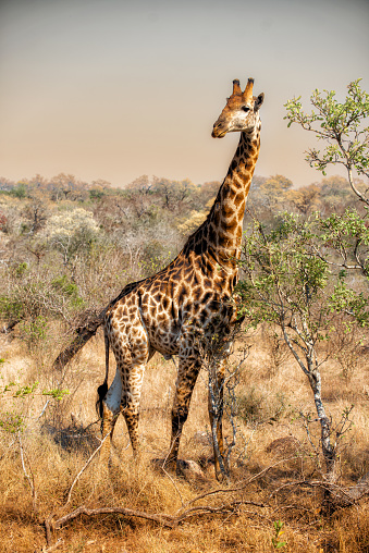 Cute Giraffe in the Etosha National Park under beautiful summer cloudscape looking towards the camera. Etosha National Park, Namibia, Africa