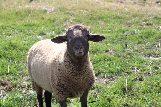 istock brown sheep eating grass in a field 1458554363