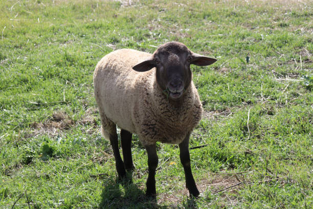istock brown sheep eating grass in a field 1458554365