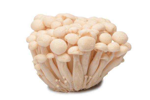 istock White beech mushrooms isolated on a white background. 1458554424
