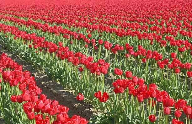 Rows of tulips horizontal