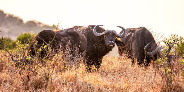 Water Buffalo South Africa