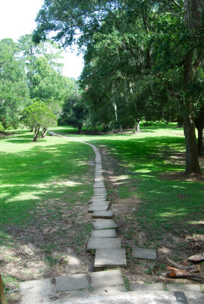 istock Walkway in the Swamp 1458555156