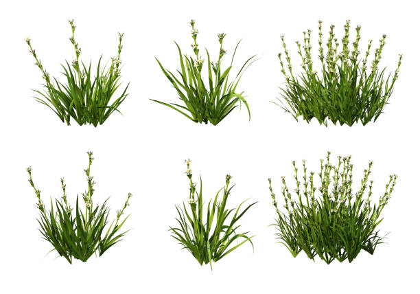 istock 3d render Shrubs and flower on a white background 1458555972