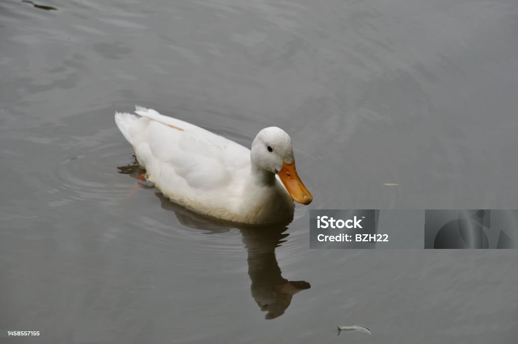 Portrait of a young white duck Animal Stock Photo