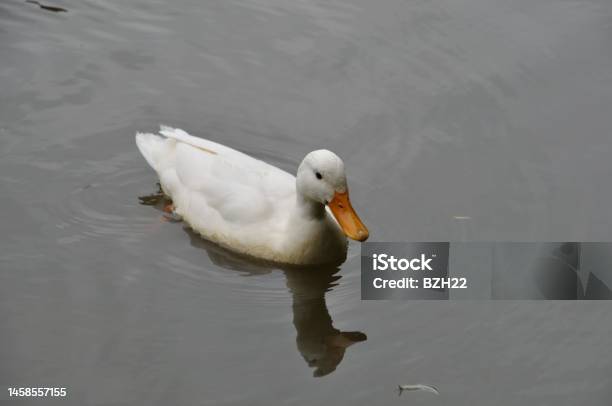 Portrait Of A Young White Duck Stock Photo - Download Image Now - Animal, Animal Family, Animal Themes