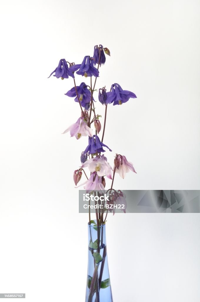 columbines on a white background Beauty Stock Photo