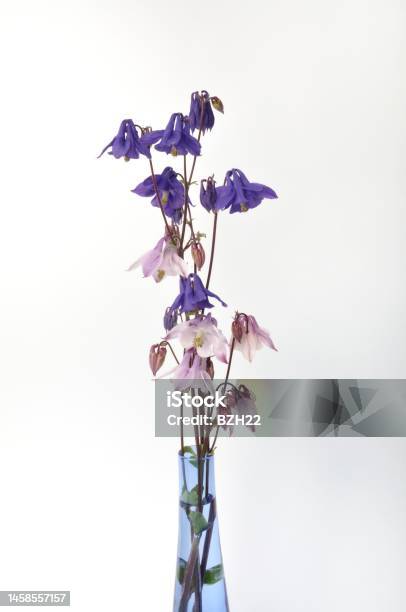 Columbines On A White Background Stock Photo - Download Image Now - Beauty, Bouquet, Bunch of Flowers