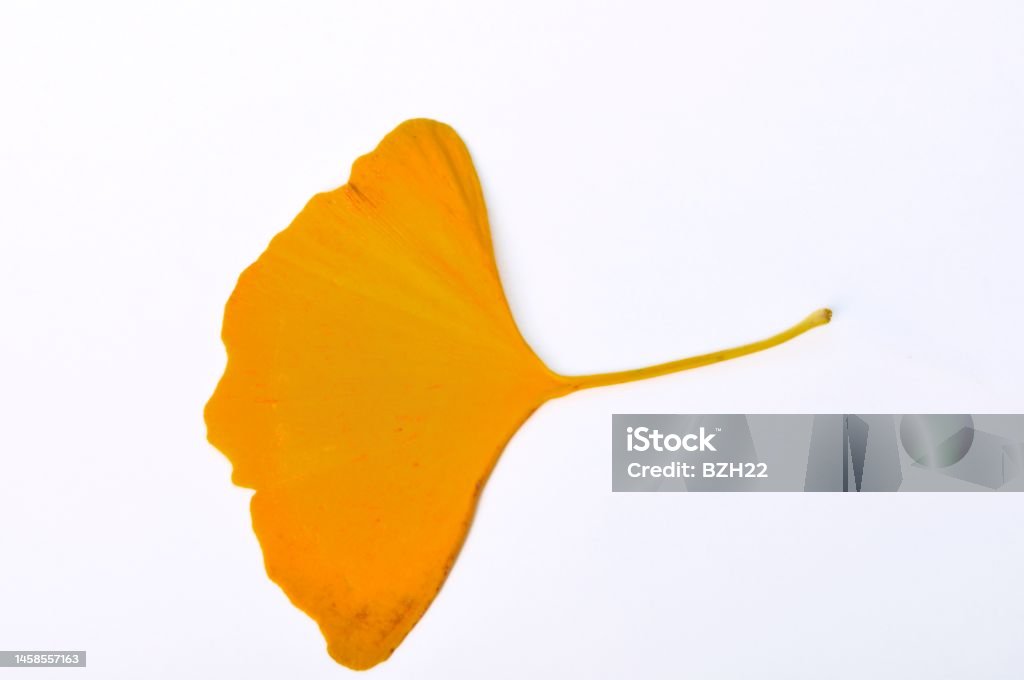 ginkgo biloba leaf on a white background Alternative Medicine Stock Photo